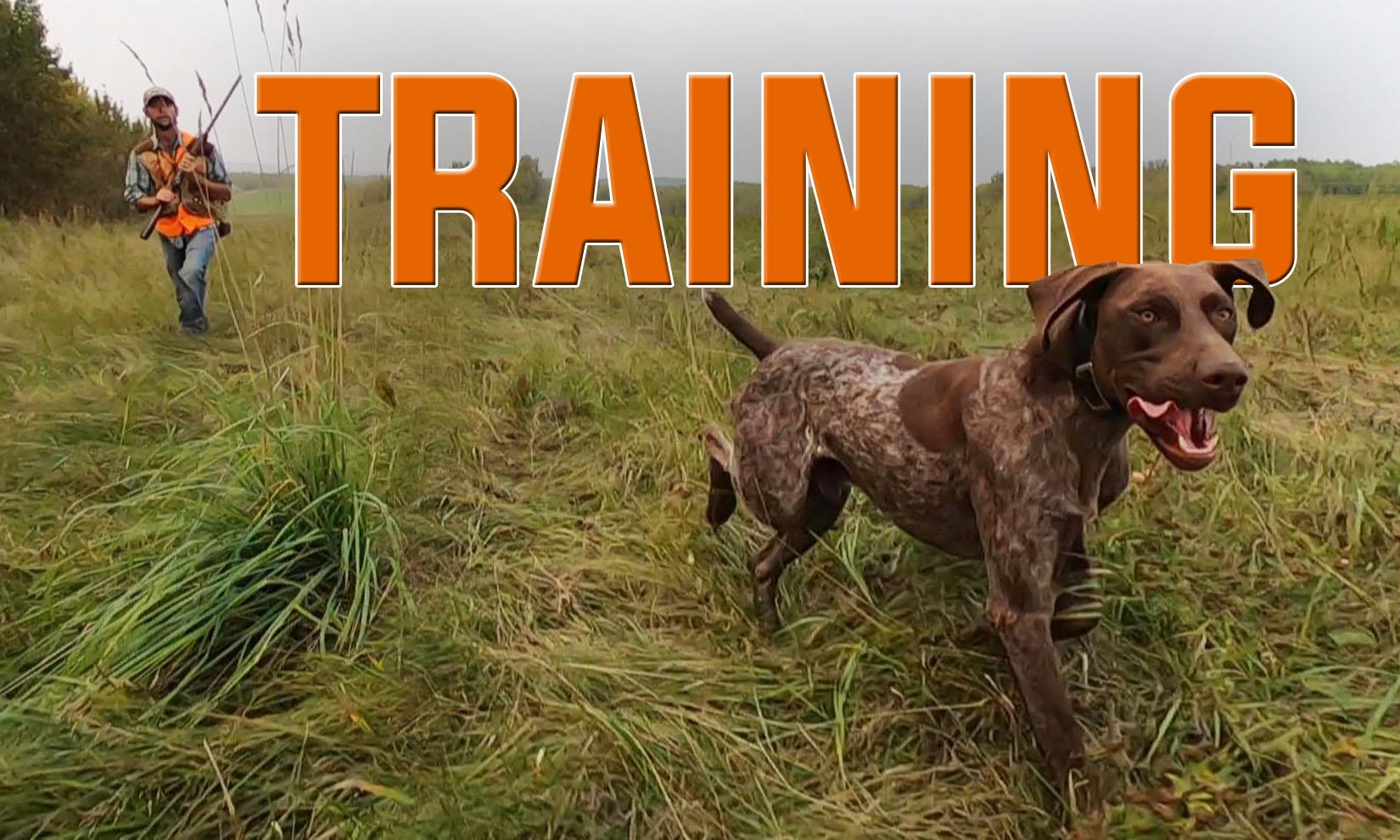 Sporting best sale dog training